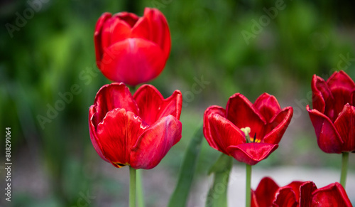 beautiful tulip blooming in spring © Melinda Nagy