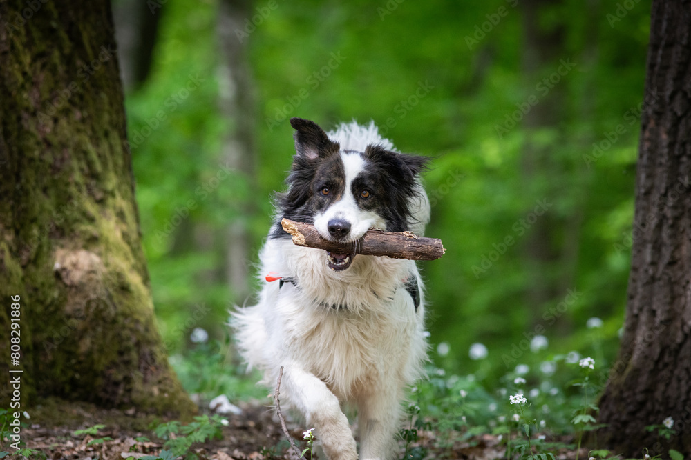 cute white shepherd dog playing in nature cute white shepherd dog playing in nature