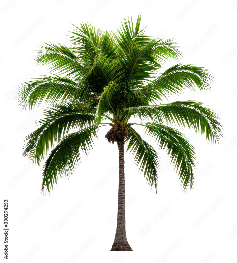 Obraz premium PNG Palm plant tree white background.