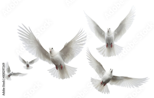 PNG Group of doves flying in the sky animal white bird.