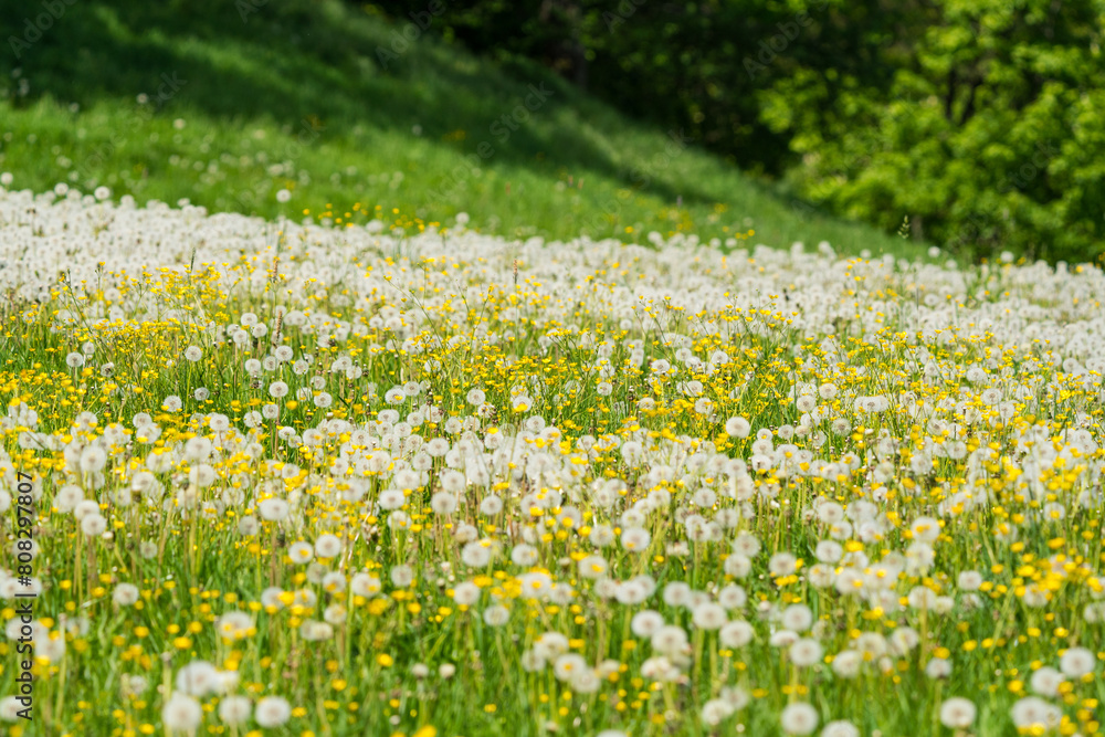 Blumenfeld mit Pusteblumen Blumenfeld mit Pusteblumen