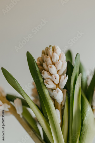 branch of hyacinths with buds close up