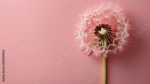 Pink Dandelion on Pink Background