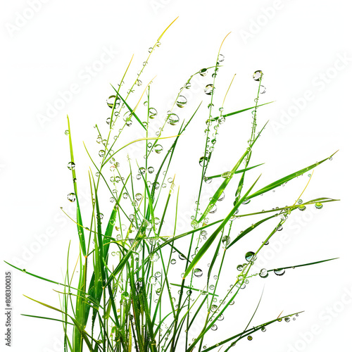 Glistening dewdrops on grass isolated on white background  minimalism  png 