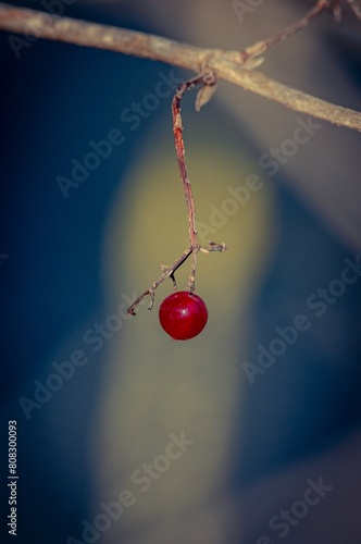 ladybug on a leaf © Amir
