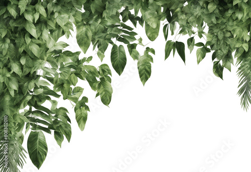 Tropical creeper border hanging isolated on transparent background