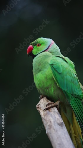 Wallpaper Mural Ringneck Parrot sitting on the branch. Torontodigital.ca