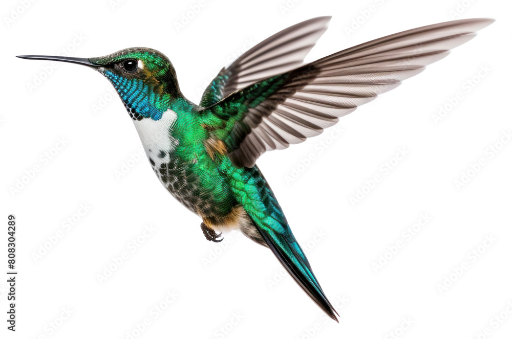 Fototapeta premium PNG Hummingibird hummingbird animal beak.