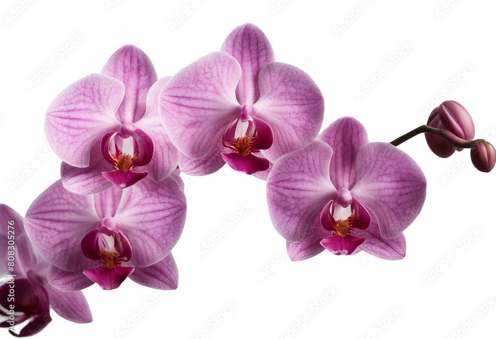 Pink orchid flowers with buds branch isolated on transparent background Pink orchid flowers with buds branch isolated on transparent background
