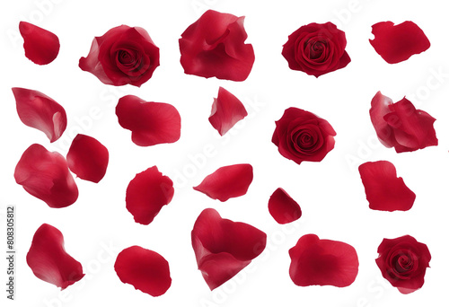 Set of red rose flowers and petals isolated on transparent background