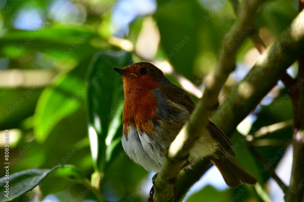 Bird Robin on a branch Bird Robin on a branch