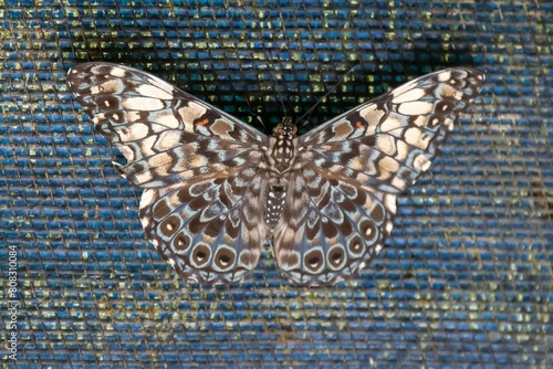 Variable cracker butterfly, Hamadryas feronia