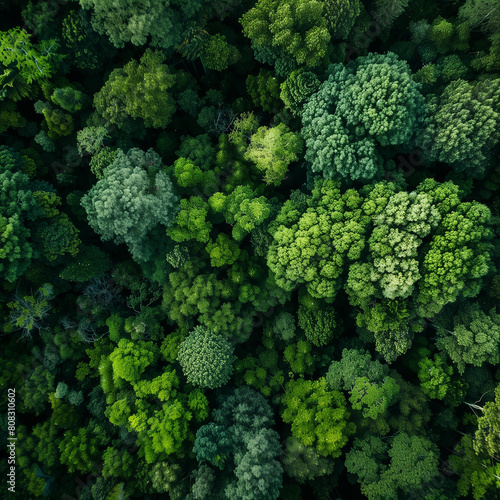 Aerial image of green forest. Environment background.