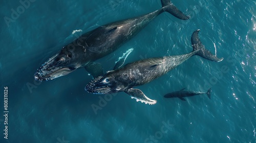 Humpback whale and calf aerial drone shot sleeping on the surface of the ocean in Australia  New South Wales.