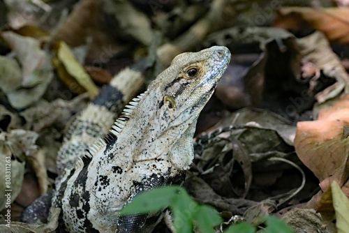Black iguana, Ctenosaura similis, in a rainforest