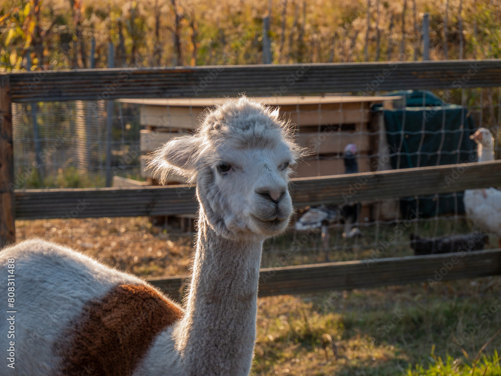 Obraz premium close up of a alpaca