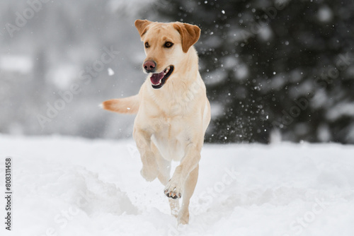 dog in snow © Tyler