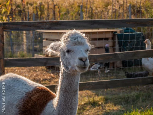Fototapeta samoprzylepna close up of a alpaca