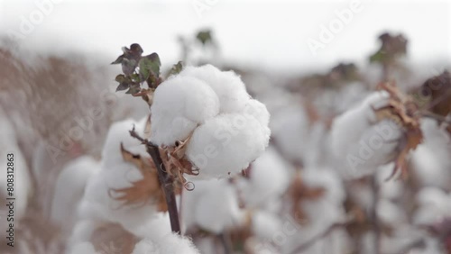 Brazilian cotton fields at harvest season