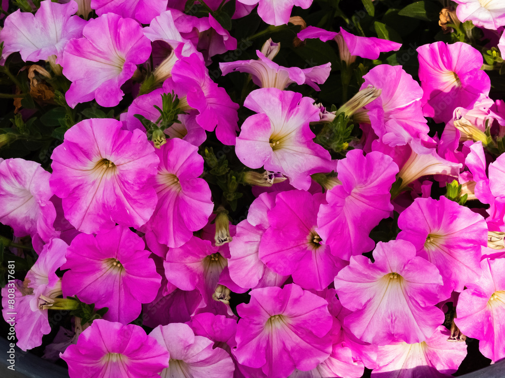 pink annual petunia plant blooms pink annual petunia plant blooms