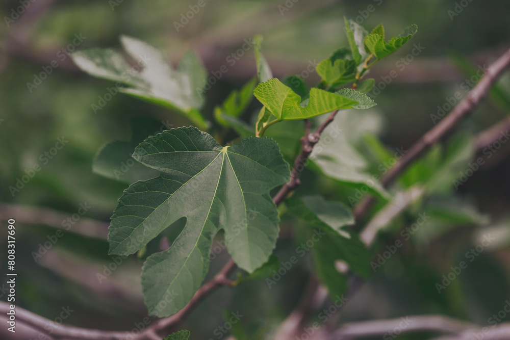 Group of immature green fig fruits on branch with green leaves, tropical fruits growing on the tree. Group of immature green fig fruits on branch with green leaves, tropical fruits growing on the tree.