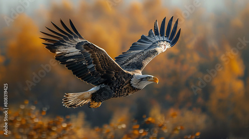 red tailed hawk flying