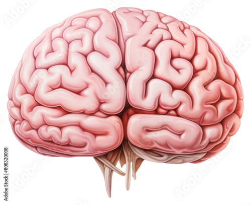 PNG Brain anatomy drawing white background.