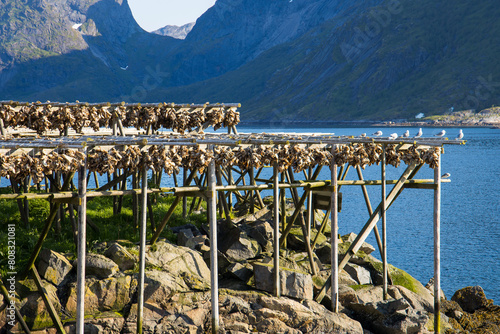 Bilde på lerret Stockfish hanging on a drying rig in Reine, Lofoten, Norway