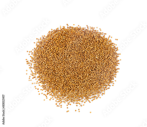 Coriander Seeds Isolated, Cilantro Grains, Chinese Parsley Seed Group, Dry Spices, Seasonings photo