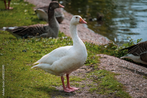 White Goose stood next to Lake