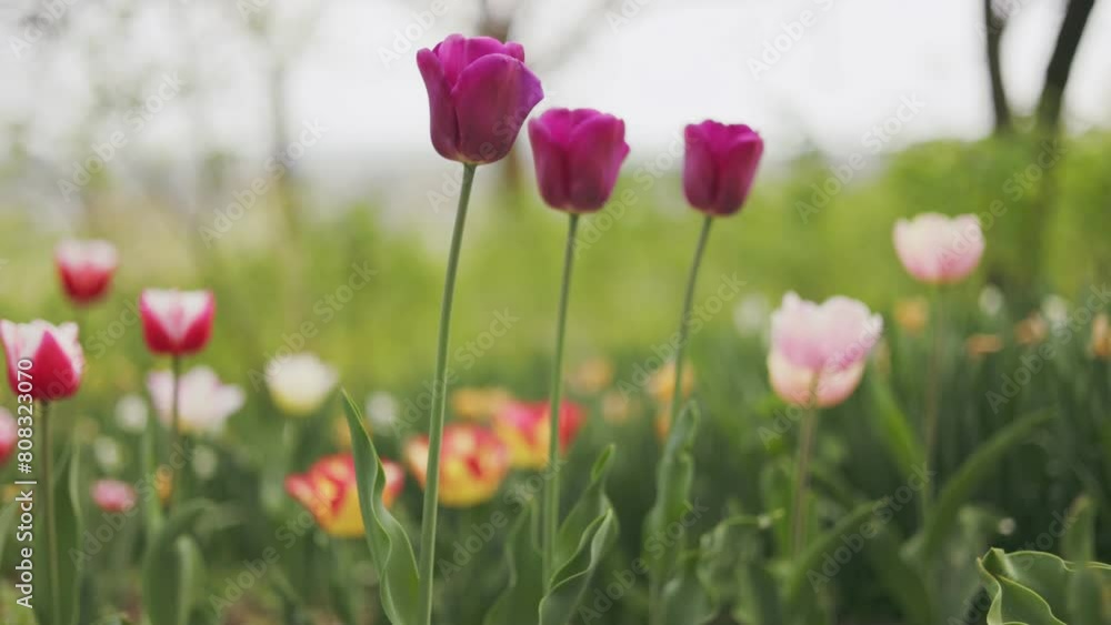 multi-colored tulips in vegetable gardens with natural lighting multi-colored tulips in vegetable gardens with natural lighting