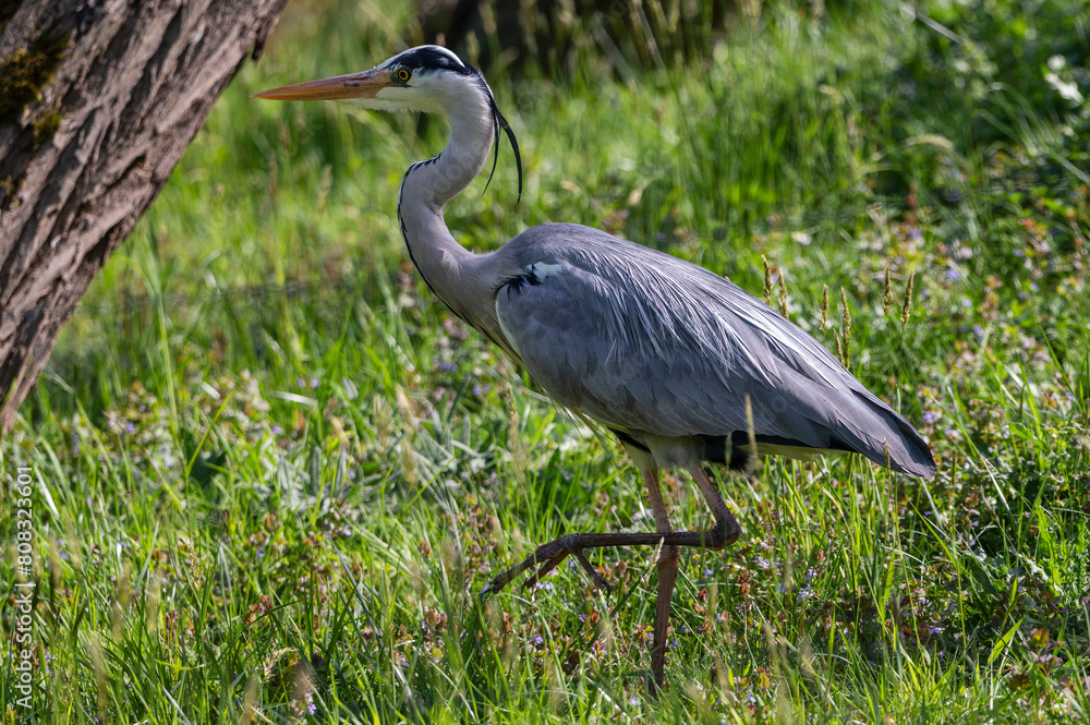 Fototapeta premium great blue heron