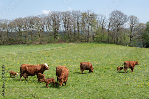 brown cows and calves in spring meadow of german sauerland © ahavelaar