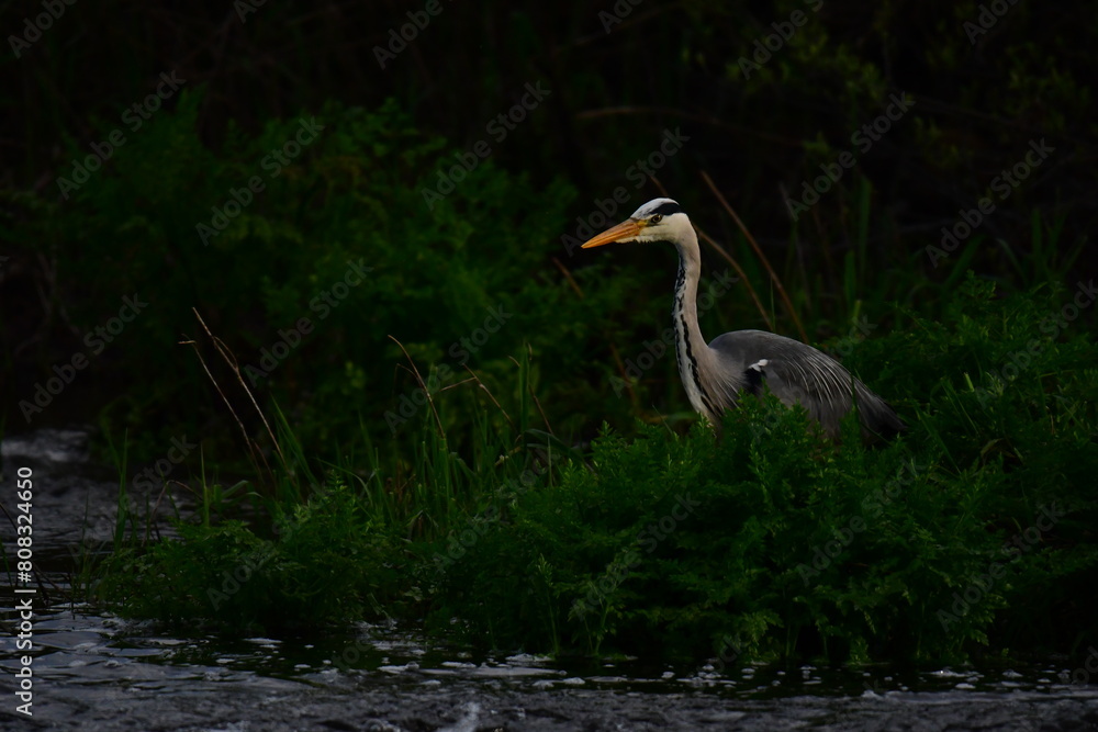 Fototapeta premium Great blue heron, Suir Blueway, Clonmel, Co. Tipperary, Ireland