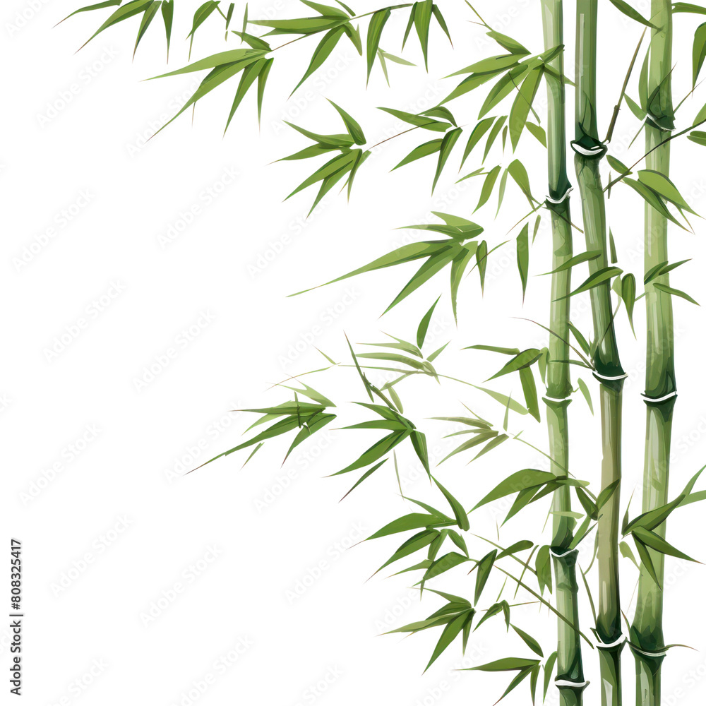 PNG Bamboo backgrounds plant transparent background.