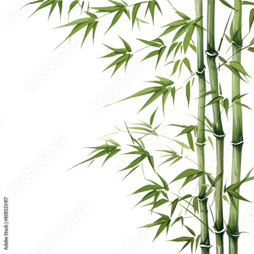 PNG Bamboo backgrounds plant transparent background.