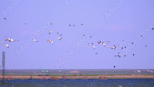A flock of pelican birds takes off over the lake. Flying pelicans in the blue sky. Waterfowl at the nesting site. photo