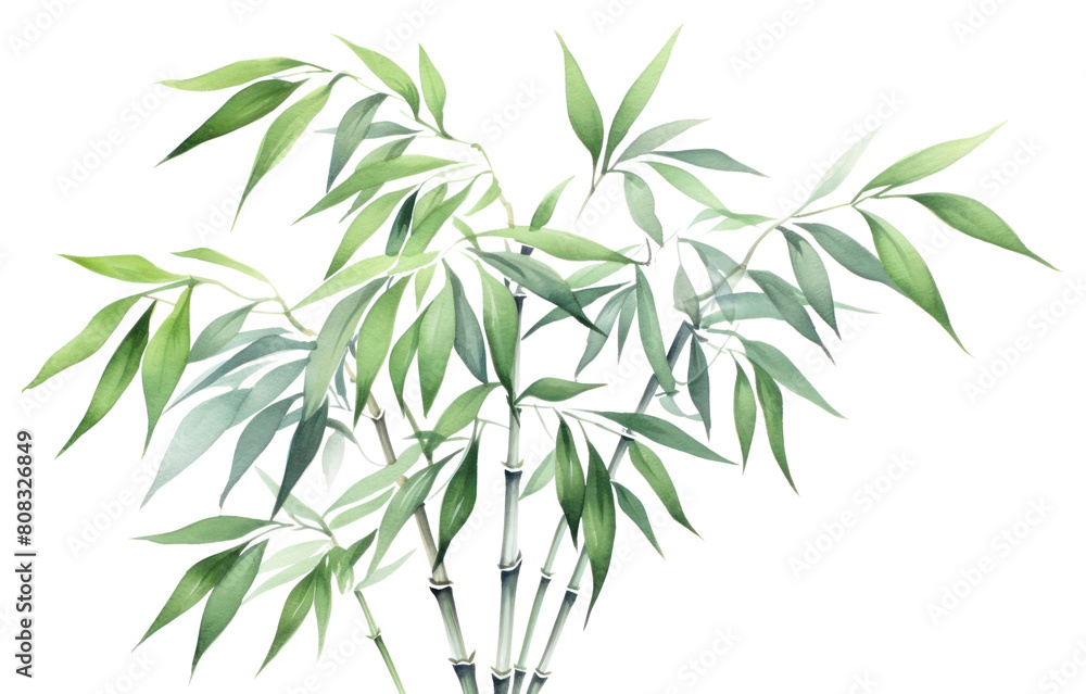 Obraz premium PNG Bamboo plant transparent background freshness.