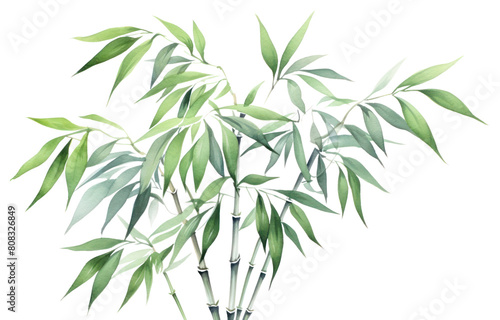 PNG Bamboo plant transparent background freshness.