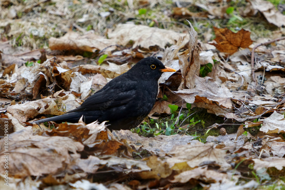 Obraz premium Eurasian blackbird or common blackbird (Turdus merula) male looking for food in the garden in spring.