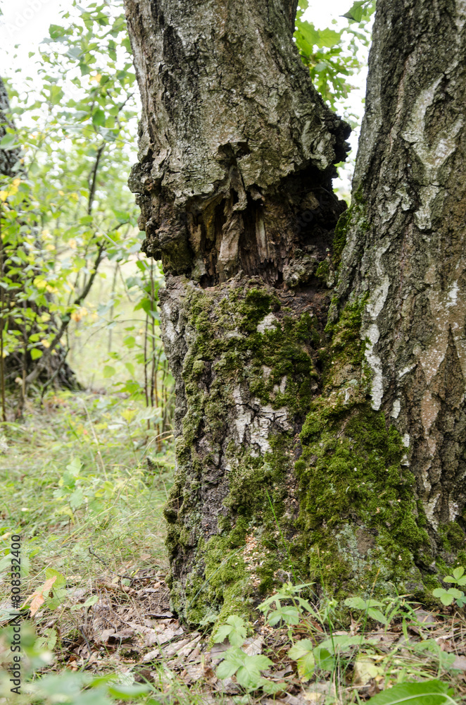 Old tree in the autumn forest with moss on the bark and green grass