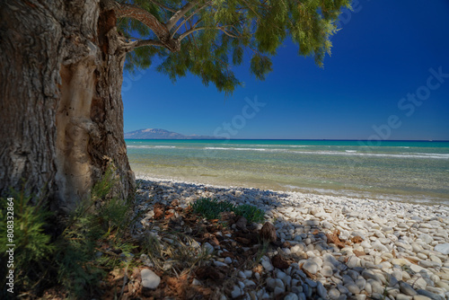 closeup tree on the beach of Alykes