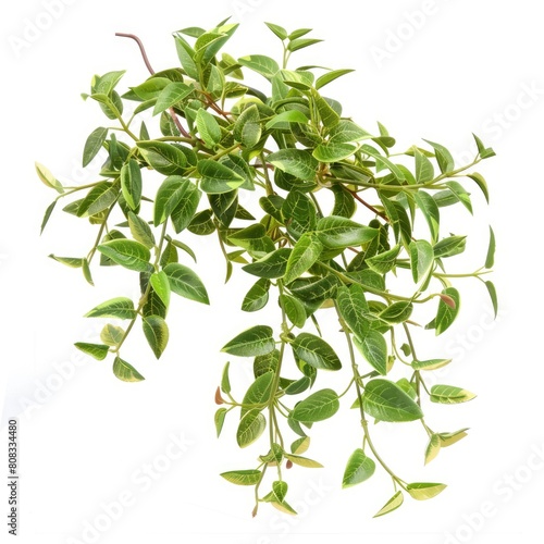 A Creeper Plant Is Showcased With A Clipping Path Included, Ready For Graphic Design Use, Illustrations Images