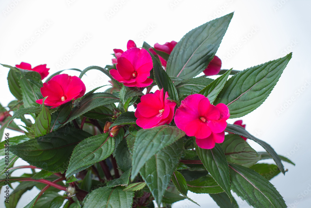 red begonia flower on a white background. red begonia flower on a white background.