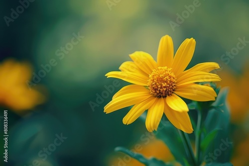Arnica Flower In The Garden. Closeup Photo Of Blooming Yellow Flower With Beautiful Botanical