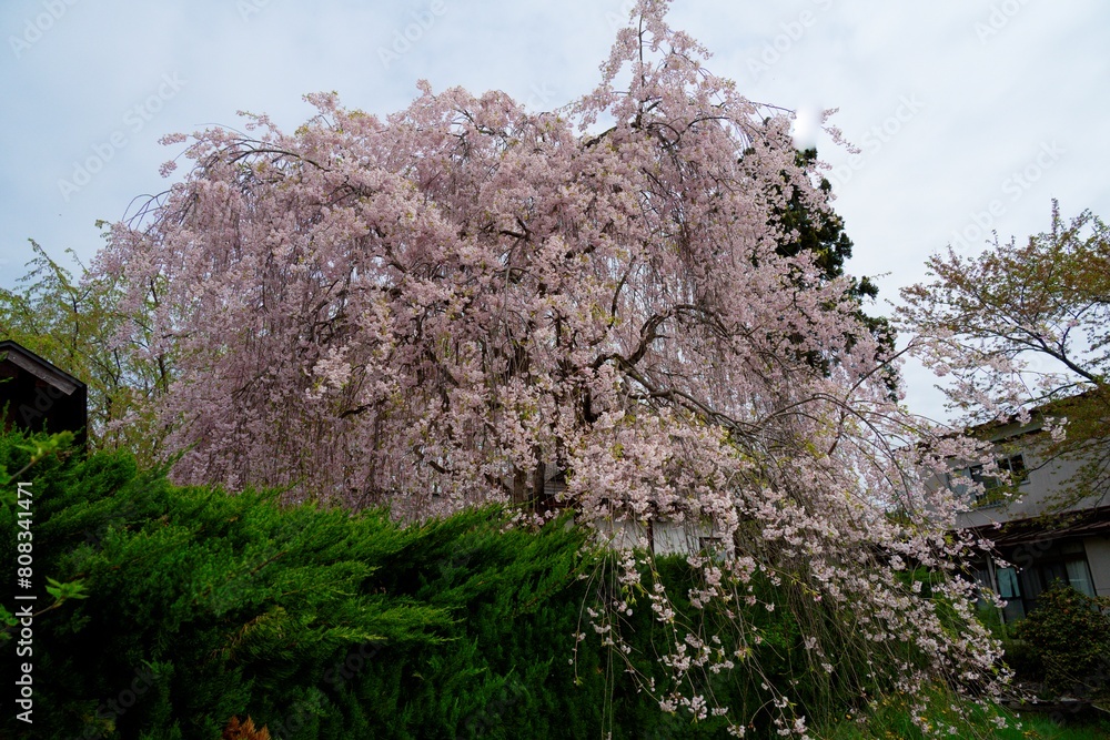 角館の枝垂れ桜 角館の枝垂れ桜