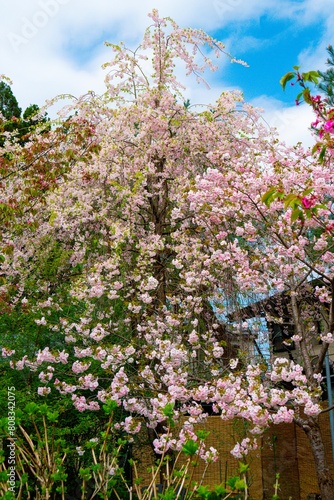角館の枝垂れ桜