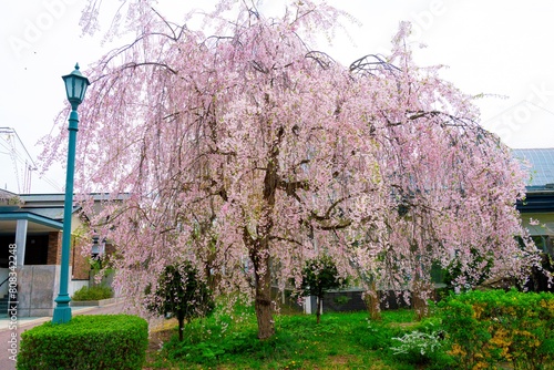 角館の枝垂れ桜