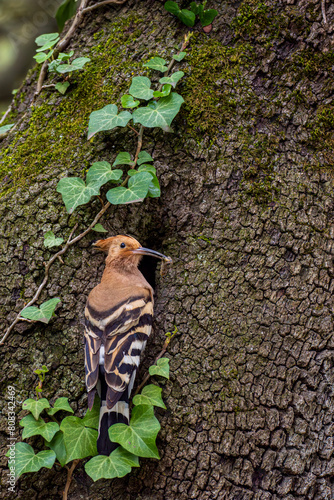 A common hoopoe  Upupa epops  in the entrance of its nest in an old oak