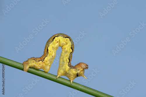 Chenille arpenteuse de l Hibernie d  foliante  Erannis de foliaria 